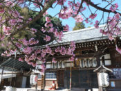 法輪寺本堂と寒桜