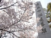 宥清寺の桜
