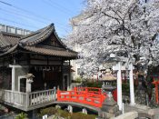 六孫王神社の桜