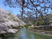 桜・山科疎水
