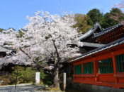 毘沙門堂の桜