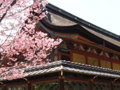 桜・御香宮神社