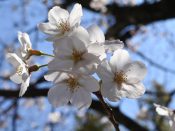 藤森神社の桜