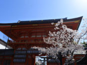 桜・八坂神社
