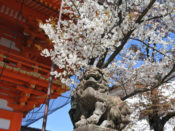 八坂神社狛犬と桜
