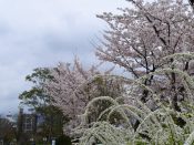京都タワーと梅小路公園の桜