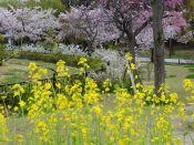 梅小路公園の菜の花と桜