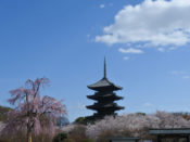 桜・東寺