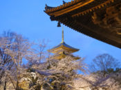 東寺五重塔と桜