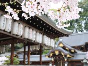 桜・今宮神社