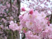 今宮神社の桜