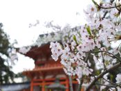 今宮神社楼門と桜