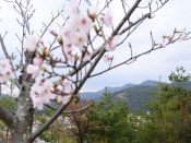 建勲神社から見た左大文字と桜
