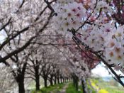 桂川の桜
