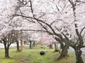 桂駐屯地の桜