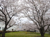桂駐屯地の桜