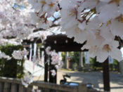 離宮八幡宮の桜
