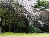 大河内山荘の桜