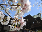 離宮八幡宮の桜