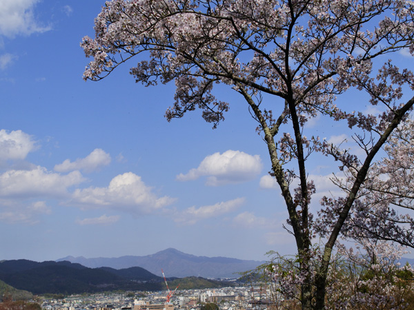 大河内山荘から見た比叡山と桜