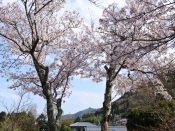 化野念仏寺の桜