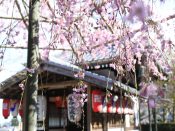 化野念仏寺の桜