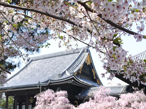 佛光寺の桜