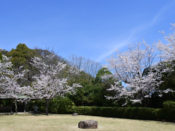 大山崎山荘美術館の桜