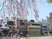 先斗町歌舞練場と桜
