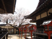 宝積寺の桜