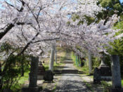 山崎聖天（観音寺）の桜