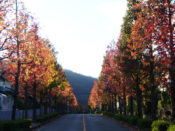 桂坂モミジバフウの並木道