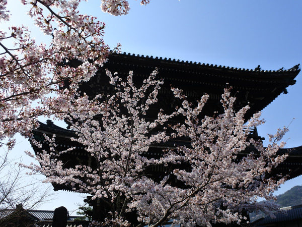 清凉寺仁王門と桜