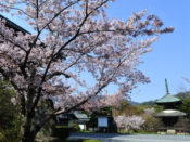 清凉寺多宝堂と桜