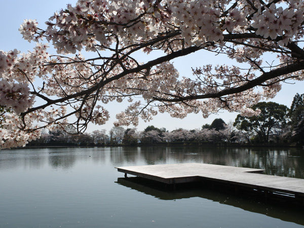 池舞台と桜
