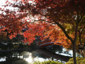 神泉苑の紅葉