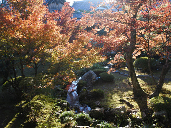 大覚寺庭園の紅葉