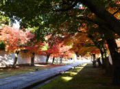 妙顕寺参道の紅葉