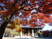 大本堂と紅葉