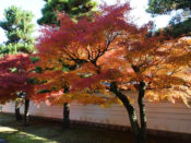 妙顕寺参道の紅葉