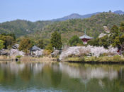 大覚寺心経宝塔と桜