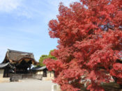 京都御所と紅葉