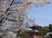 大覚寺心経宝塔と桜