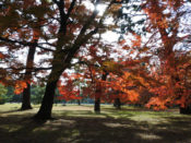 京都御苑の紅葉