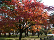 京都御苑の紅葉