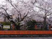 祇園白川の桜