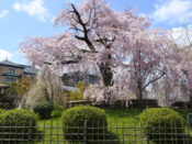 円山公園の一重白彼岸枝垂桜