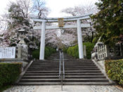 桜・宗忠神社