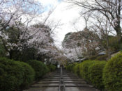 宗忠神社正参道の桜