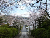 宗忠神社正参道の桜